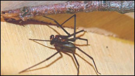 ઘરમાં હતા ૨૦૫૫ ખતરનાક કરોળિયા, પાંચ વર્ષ સુધી પરિવારને ખ્યાલ ન આવ્યો