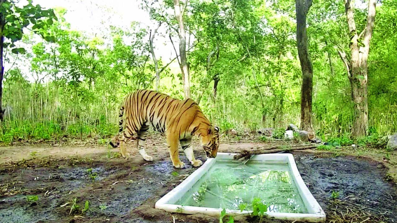 રતનમહાલના જંગલમાં પાણીના કુંડ પાસે વાઘની કૅપ્ચર થયેલી તસવીર.