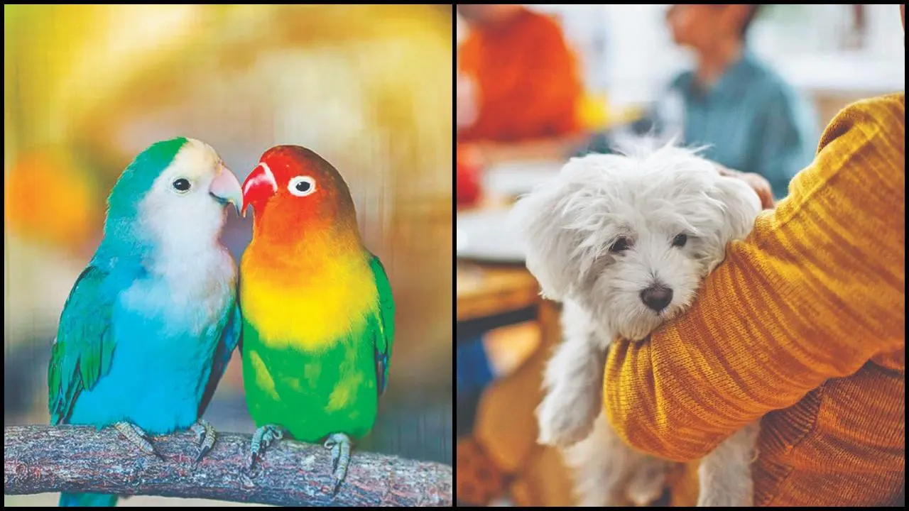 વાસ્તુ અનુસાર ઘરમાં કયાં  પ્રાણીઓ રાખવાં જોઈએ