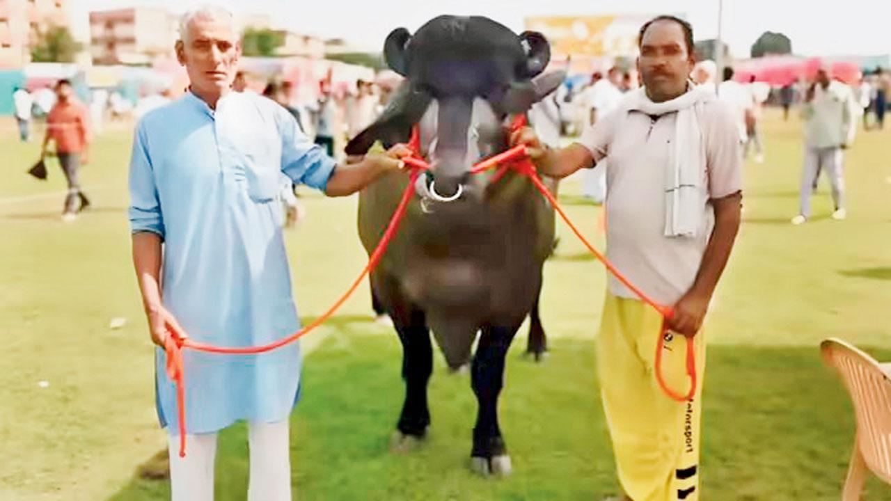 હરિયાણાથી આવેલો આખલો આકર્ષણનું કેન્દ્ર બન્યો હતો