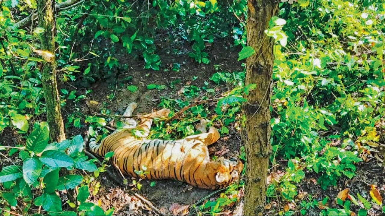 મૃત વાઘની ઉંમર આઠથી ૧૦ વર્ષની હતી