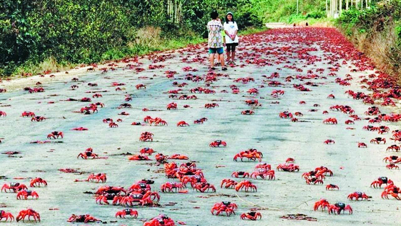 લાલ રંગના કરચલાઓ