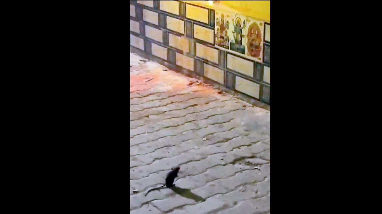 તસવીર સૌજન્યઃ સોશ્યલ મીડિયા