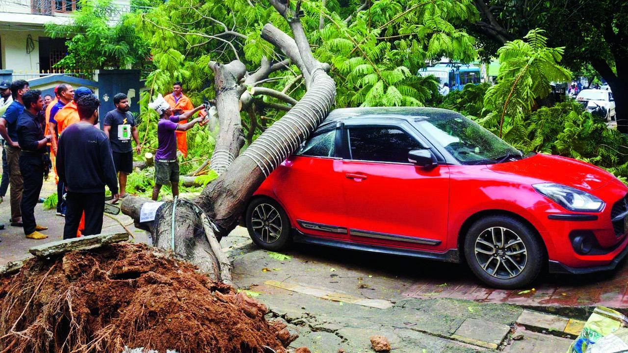 વિશાખાપટનમમાં (ઉપર) અને મછલીપટનમમાં (નીચે) ધરાશાયી થયેલાં વૃક્ષો.