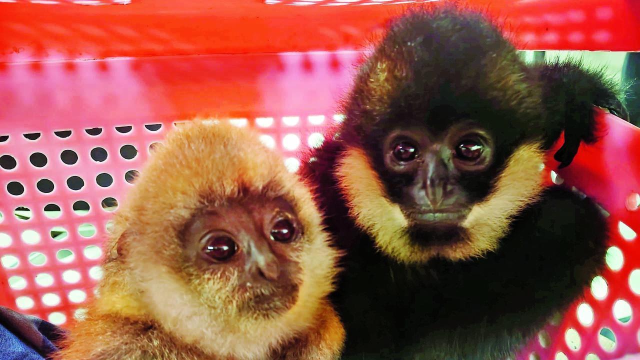 સ્ટમ્સ અધિકારીઓએ એ બન્ને વાંદરાઓને બચાવ્યા
