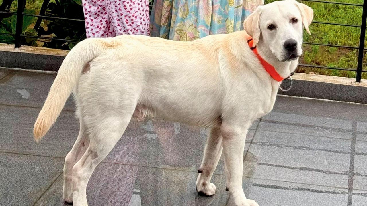 ડૉક્ટર દંપતીના ઘરેથી ચોરાયેલો ડૉગી મૅક