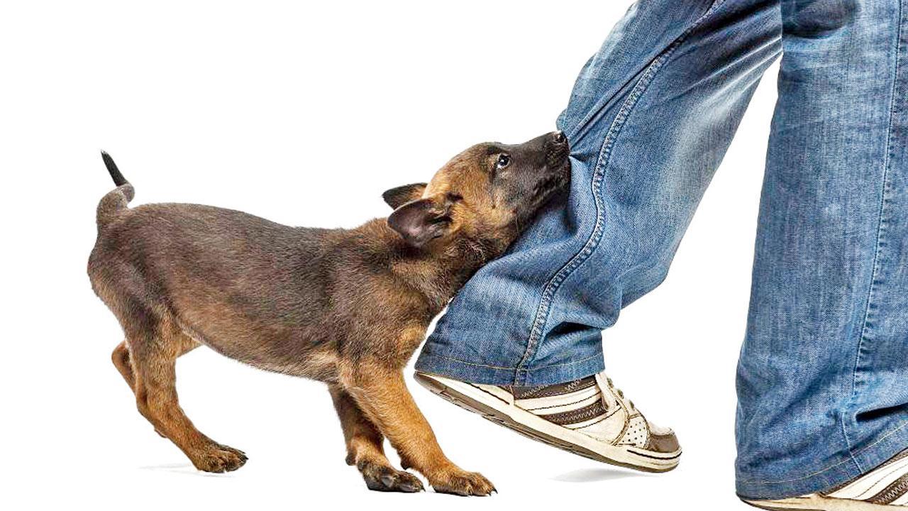 પ્રતીકાત્મક તસવીર