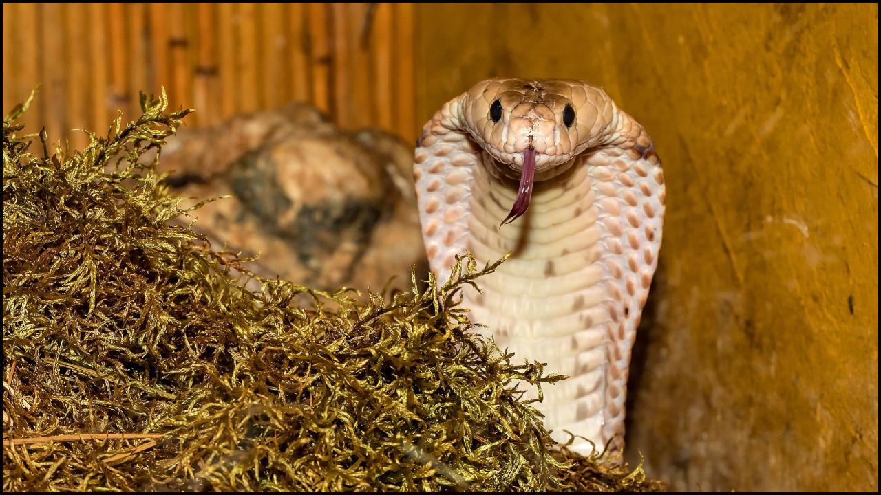 પ્રતિકાત્મક તસવીર: સૌજન્ય AI