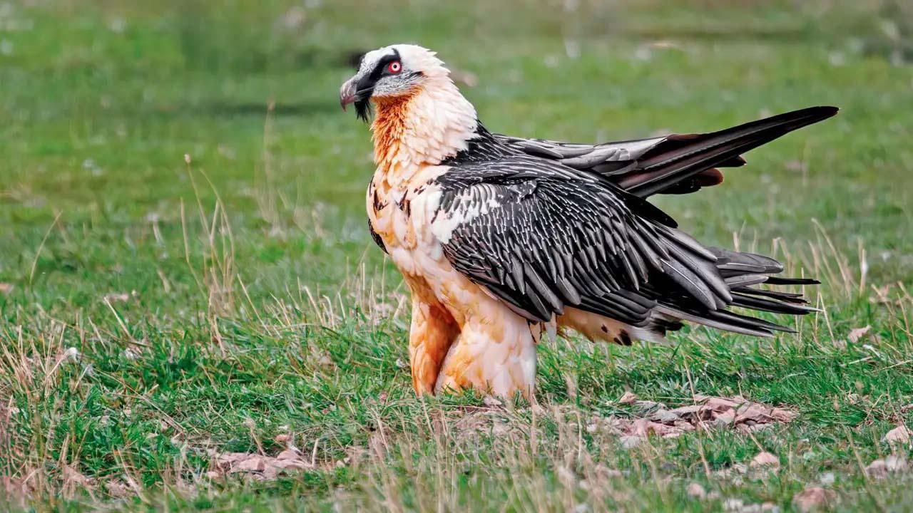 પ્રતીકાત્મક તસવીર