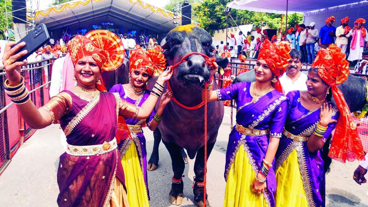 આ કાર્નિવલમાં ટ્રેઇન કરવામાં આવેલી ભેંસોને સજાવીને રોડ પર ચલાવવામાં આવી હતી