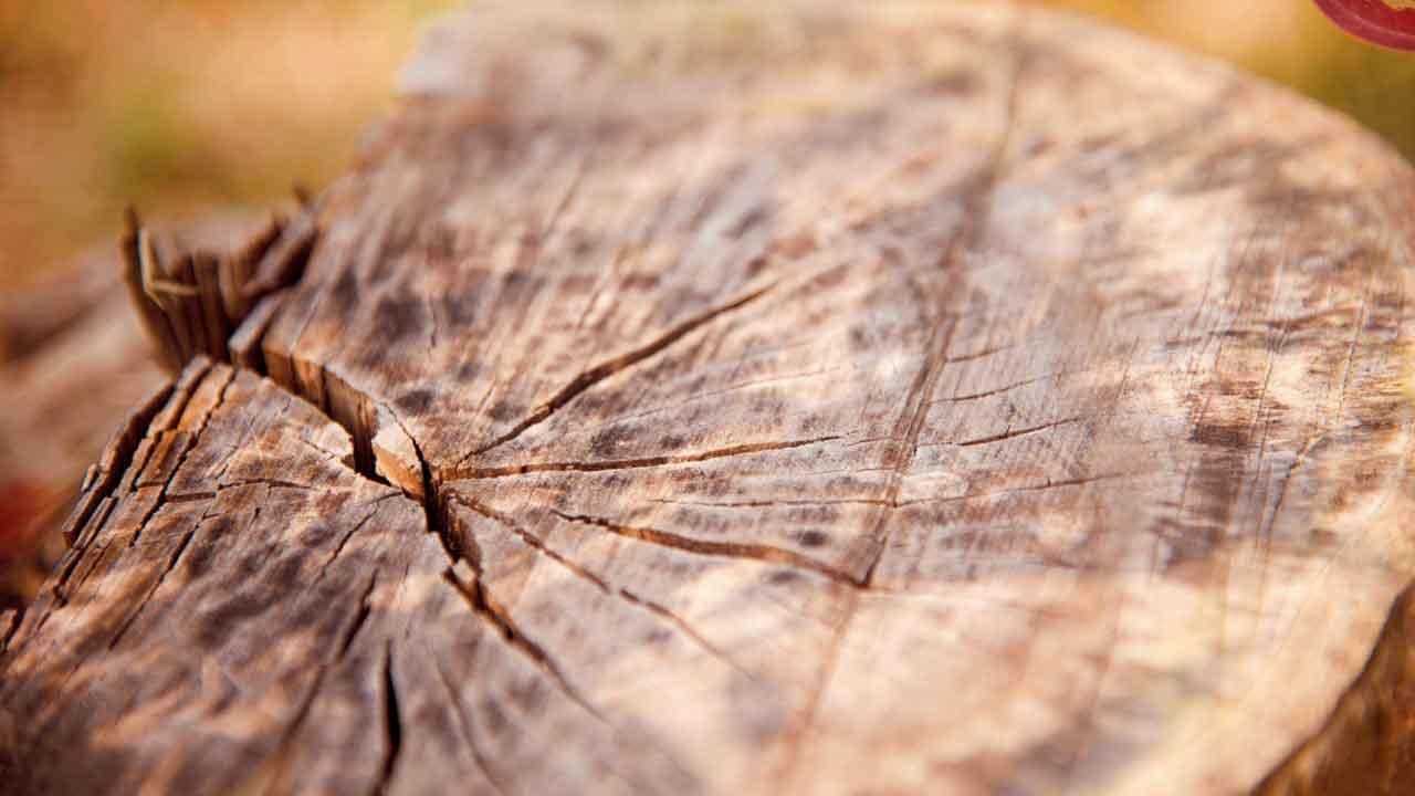 લાકડાના ફર્નિચર પર આવેલા સ્ક્રૅચને કેવી રીતે દૂર કરવા?