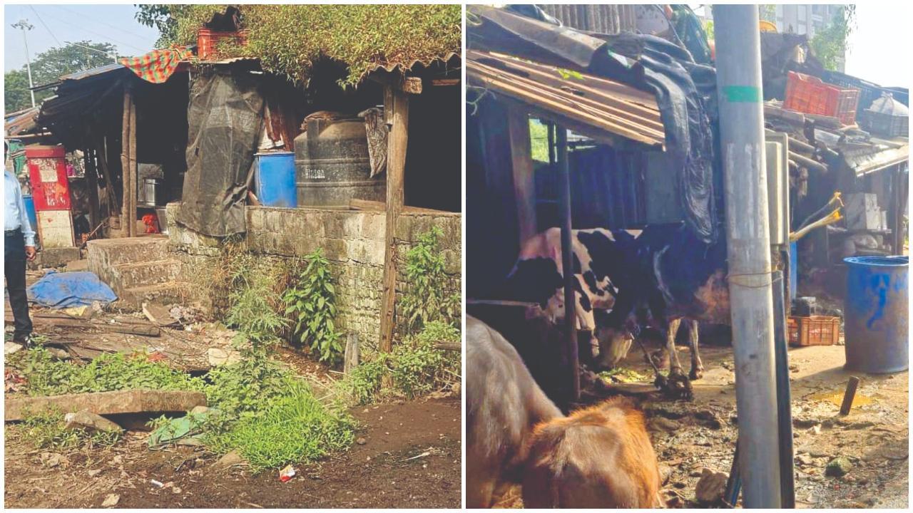 કાશીગાવના જરીમરી વિસ્તારમાં આવેલો તબેલો. 