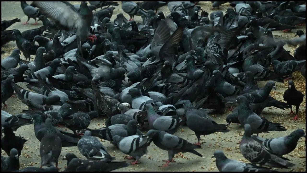 પ્રતીકાત્મક તસવીર (સૌજન્ય: મિડ-ડે)
