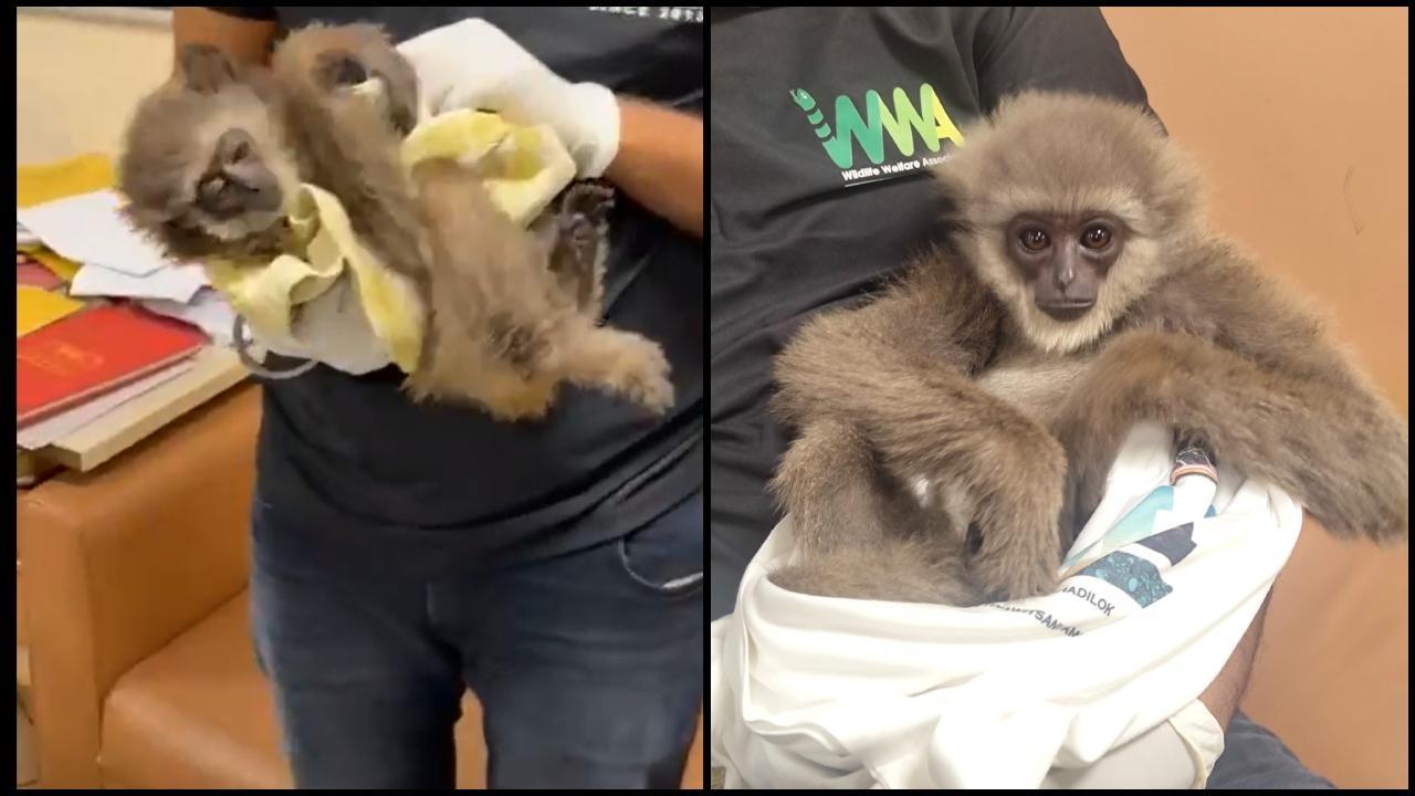 મુંબઈ એરપોર્ટ પર મળ્યા દુર્લભ સિલ્વરી ગિબન (તસવીર સૌજન્ય: સોશિયલ મીડિયા) 