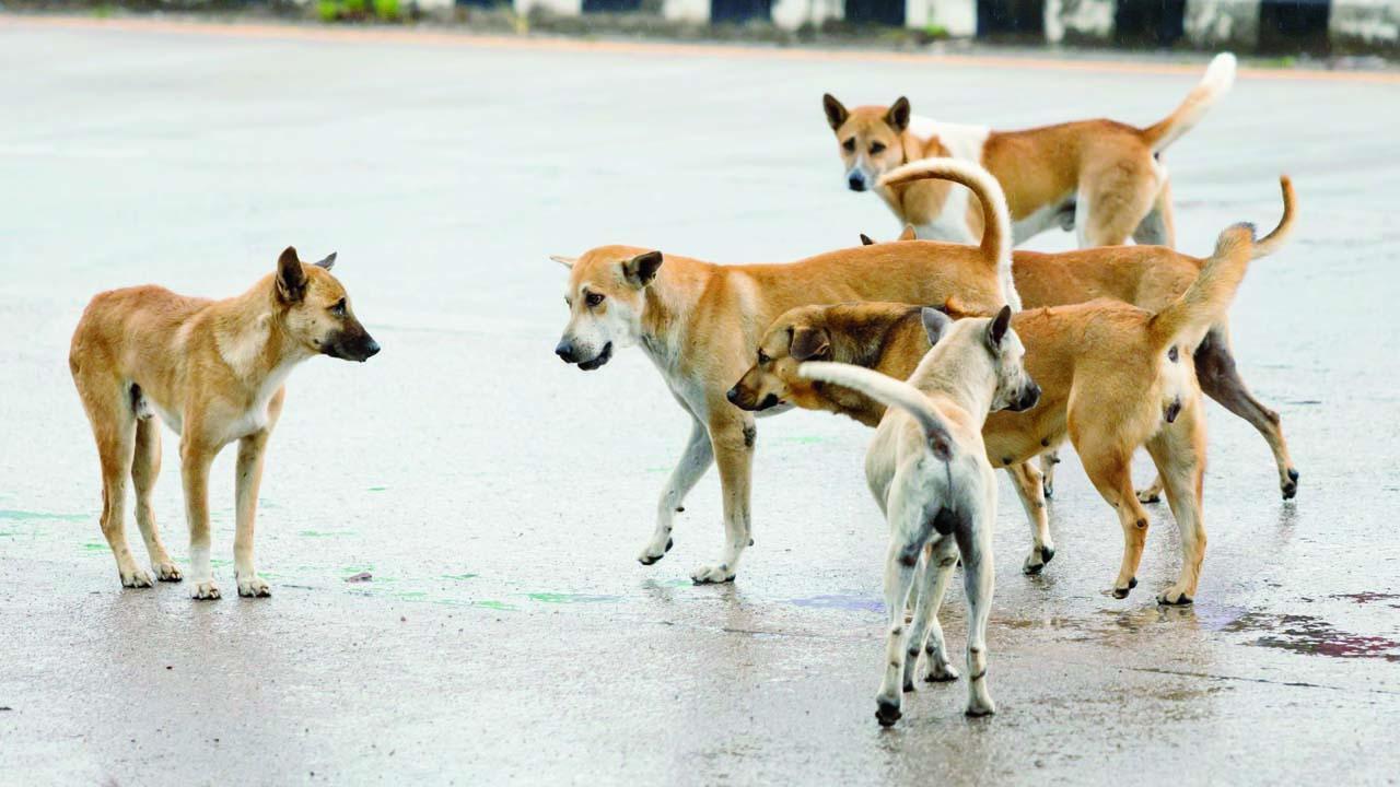 પ્રતીકાત્મક તસવીર