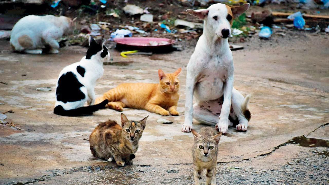 ફાઇલ તસવીર