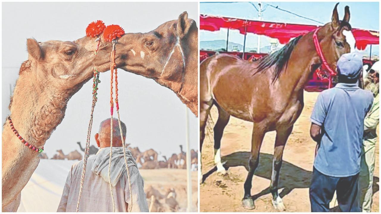 ગઈ કાલે પુષ્કર પહોંચેલી એક કરોડ રૂપિયાની કિંમતની નગીના નામની ઘોડી આવી પહોંચતાં એને જોવા લોકોની ભીડ જમા થવા લાગી હતી