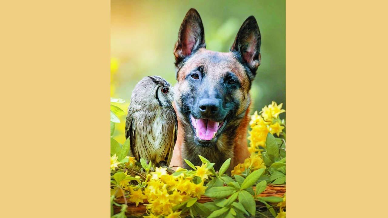 જર્મનીની એક ઍનિમલ ફોટોગ્રાફર અનોખી અદામાં પ્રાણીઓના ફોટો પાડવાનું પૅશન ધરાવે છે