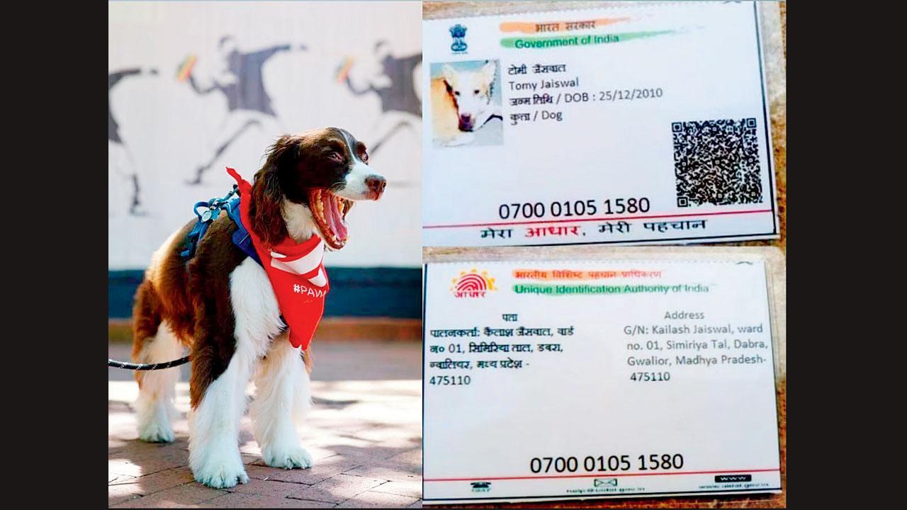 ડૉગીનું પણ આધાર કાર્ડ નામ ટૉમી, અટક જાયસવાલ