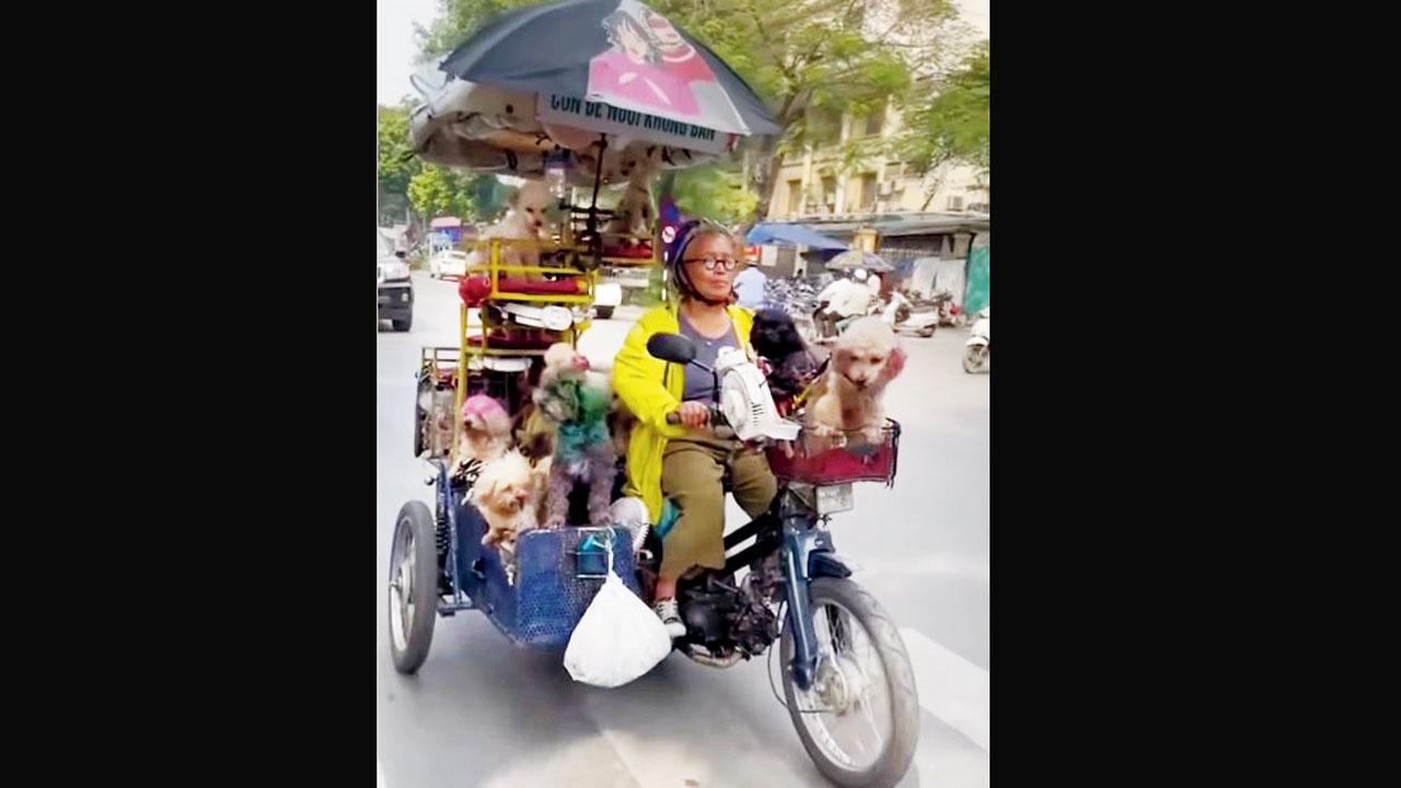 એક બહેન મૉડિફાય કરેલી મોટરસાઇકલ પર ૧૨ કૂતરાઓને લઈને જઈ રહ્યાં