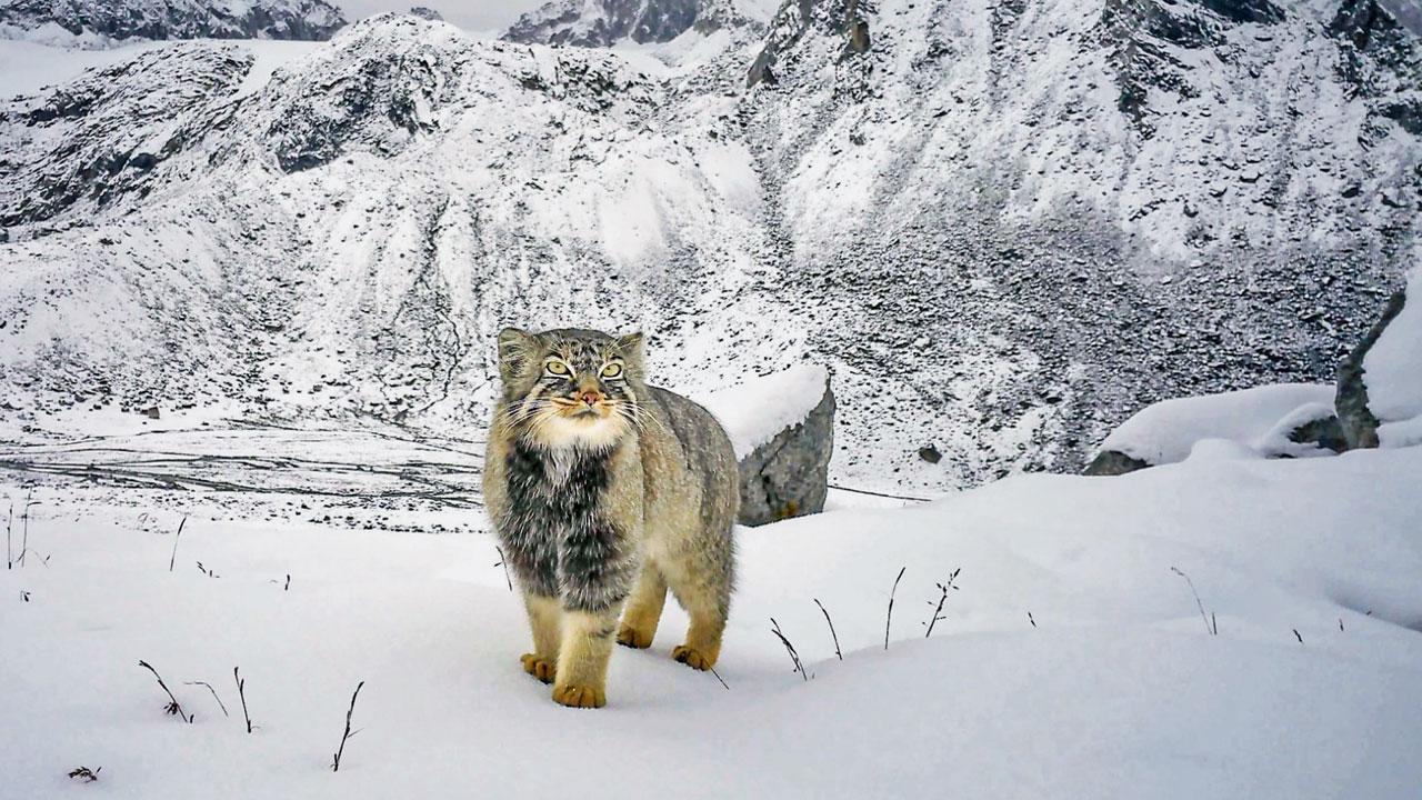 પાલા કૅટ