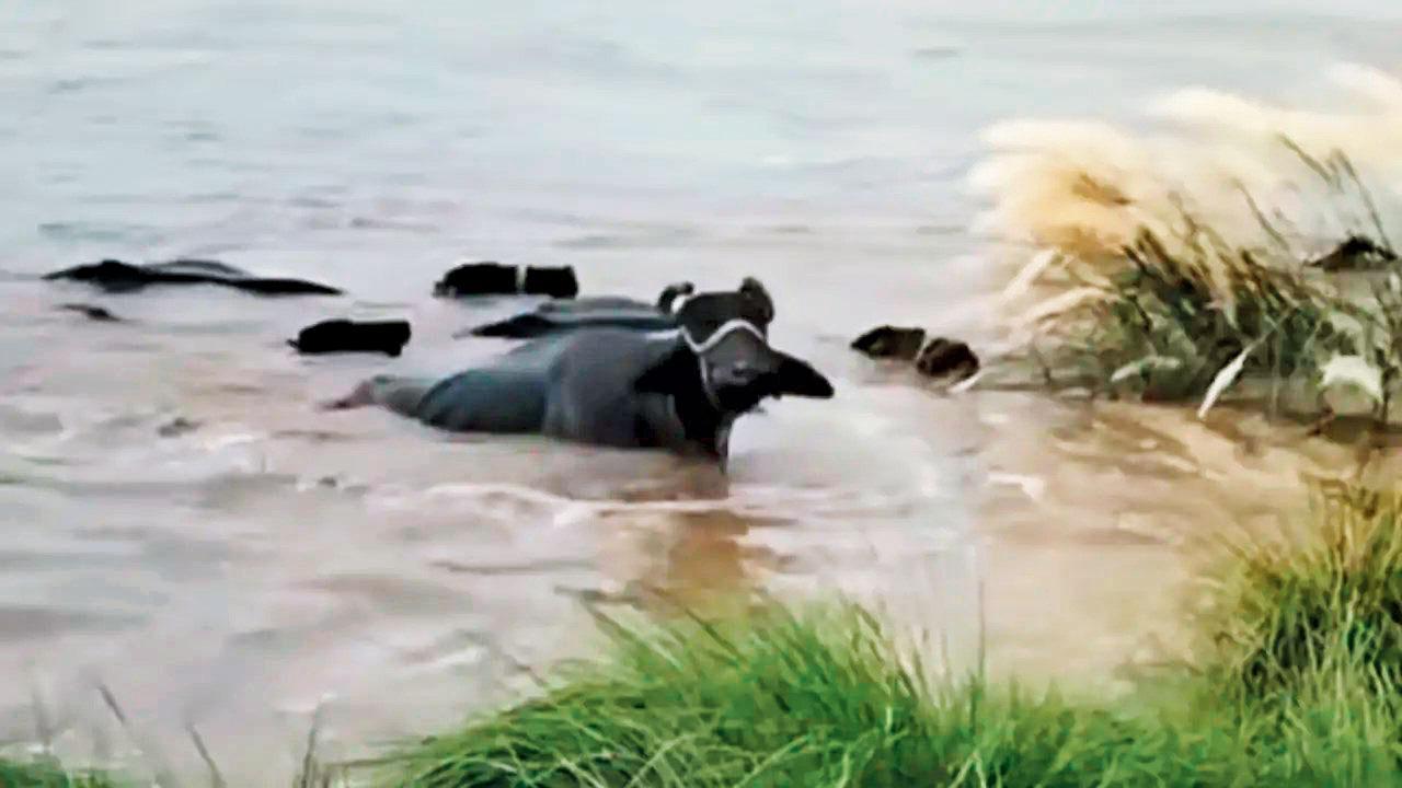 પંજાબના સેંકડો ગામ ભારે પૂરને લીધે સંપૂર્ણ ડૂબી ગયાં હતાં. પૂરના ભારે પાણીમાં જીવ બચાવવા માટે તરફડિયાં મારતી ભેંસોનો વિડિયો વાઇરલ થયો હતો.