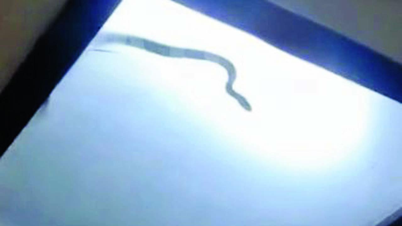 વાયરલ વીડિયોમાંથી સ્ક્રીન શૉટ