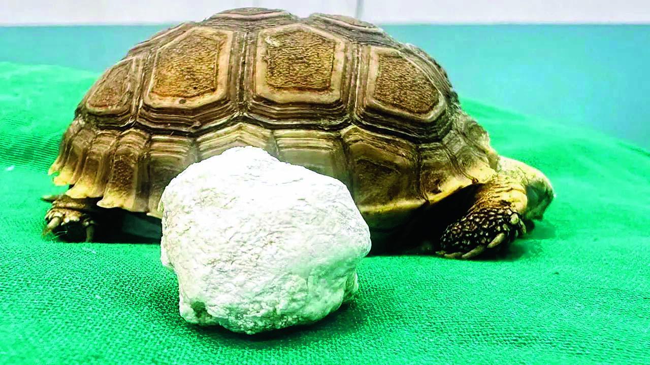Stone removed from bladder of 81 gram baby turtle | ૮૧ ગ્રામના ટચૂકડા ...