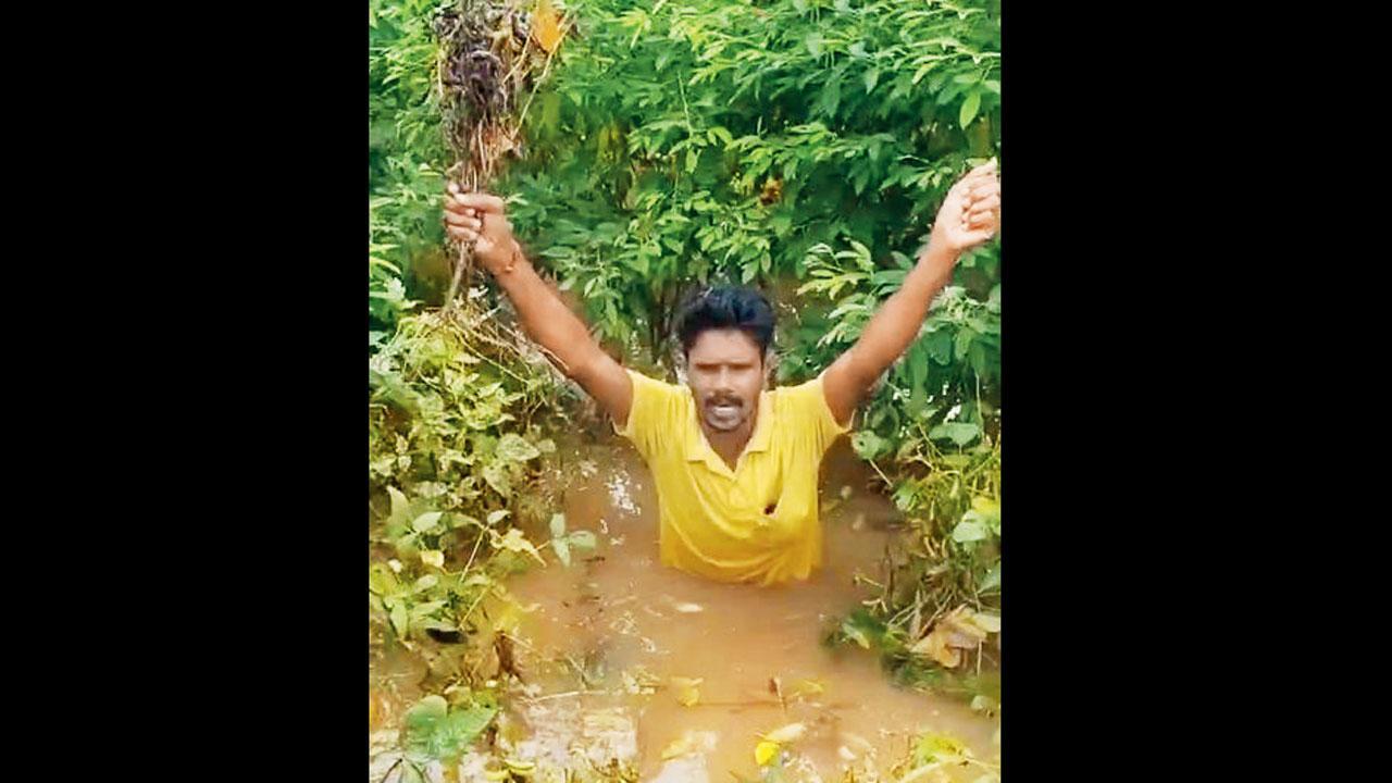 બીડમાં પાછા શરૂ થયેલા વરસાદથી સોયાબીનના પાકનો સંપૂર્ણ સફાયો ખેતરોમાં કાદવ જ કાદવ