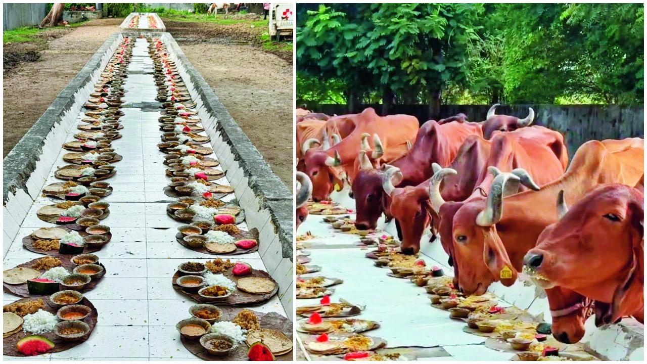 પાંજરાપોળમાં પ્લૅટફૉર્મ પર ગાયો માટે લાઇનસર પતરાળાં મૂકીને એમાં ભોજન પીરસીને ગાયોને બોલાવીને જમાડી હતી, પાંજરાપોળમાં ભોજન કરી રહેલી ગાયો.