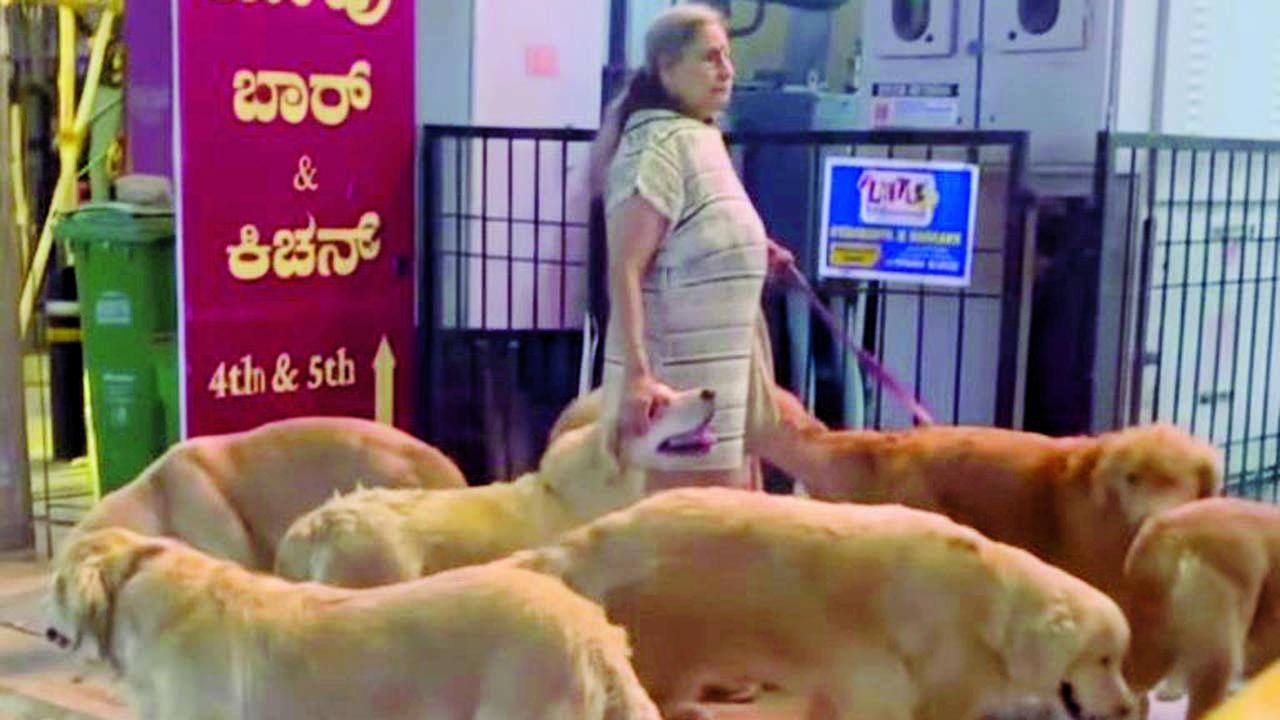 વિડિયોમાં મહિલા જે શાંતિથી અને ચહેરા પર મુસ્કાન સાથે કૂતરાઓને માત્ર તાળીઓ પાડીને કન્ટ્રોલ કરી રહી છે