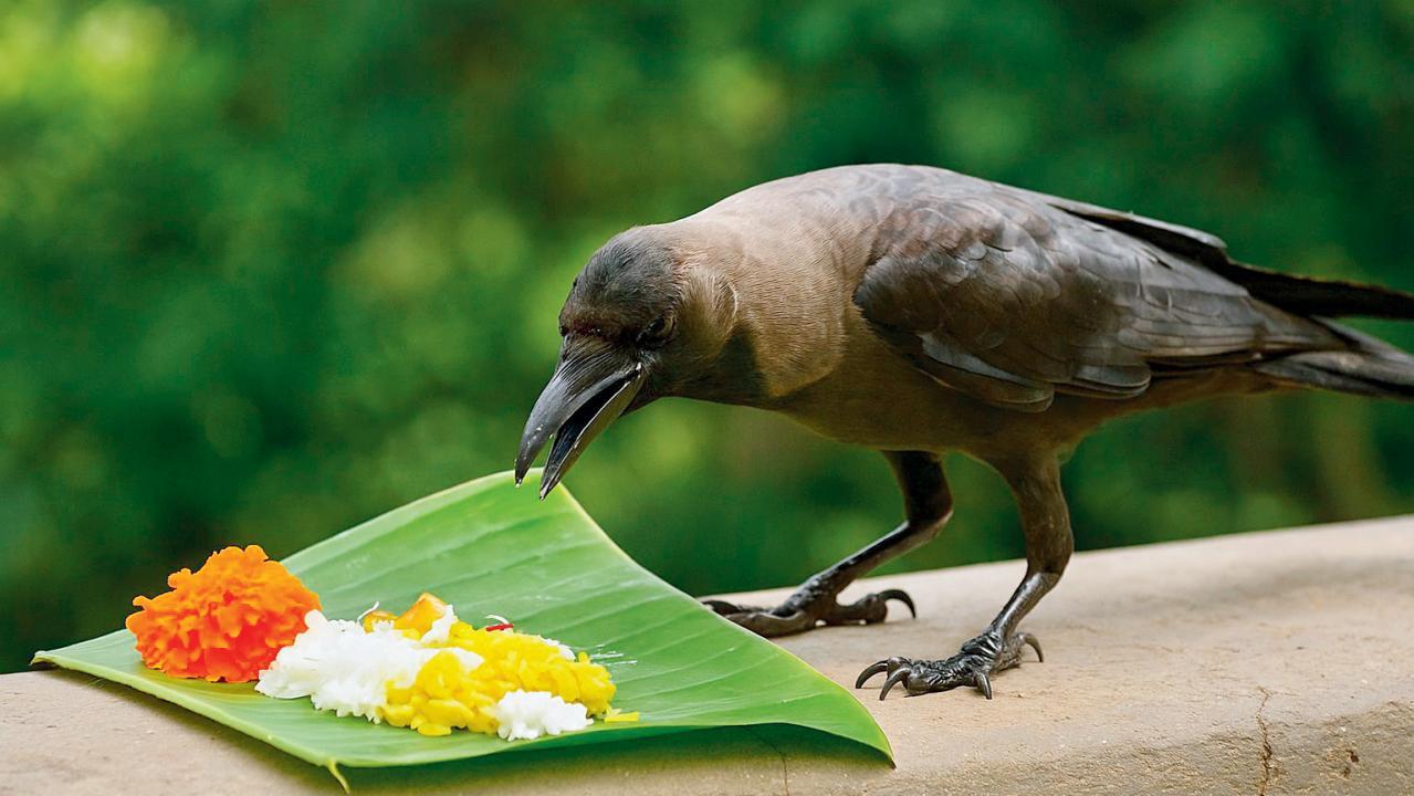 કાગવાસ