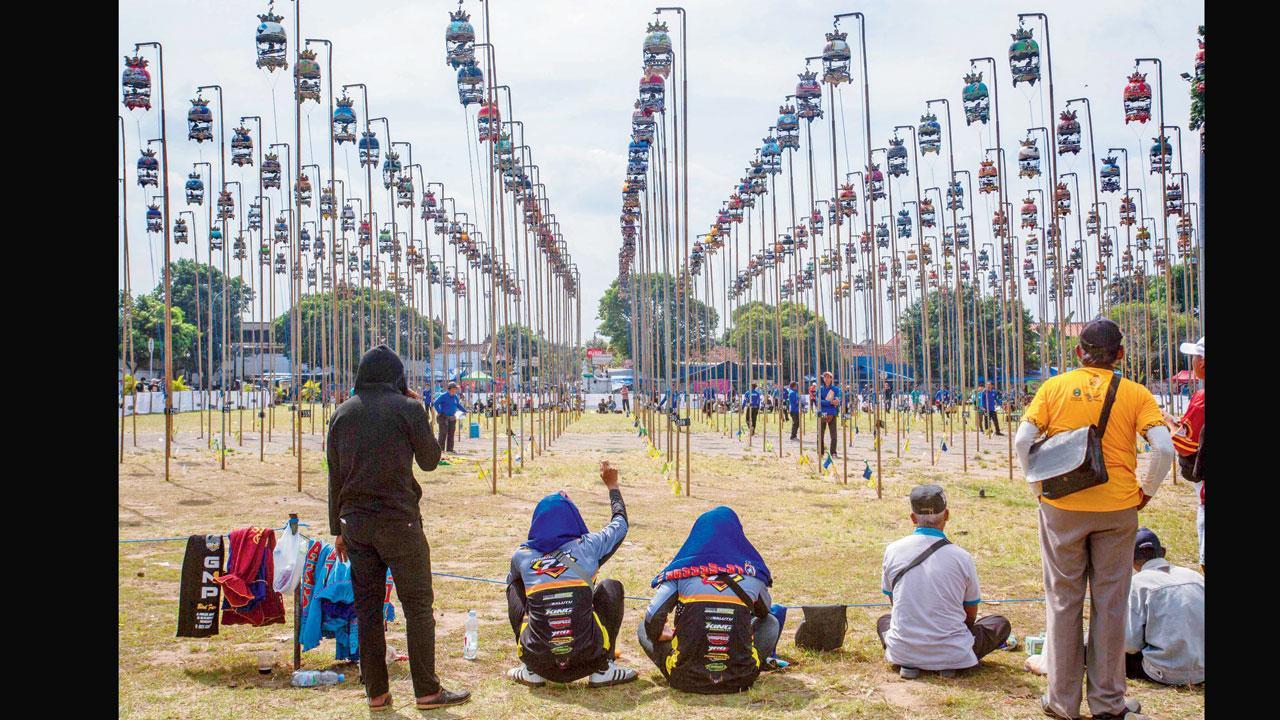 ઇન્ડોનેશિયામાં ઝીબ્રા પ્રજાતિનાં કબૂતરોની સિન્ગિંગ કૉમ્પિટિશન થાય છે