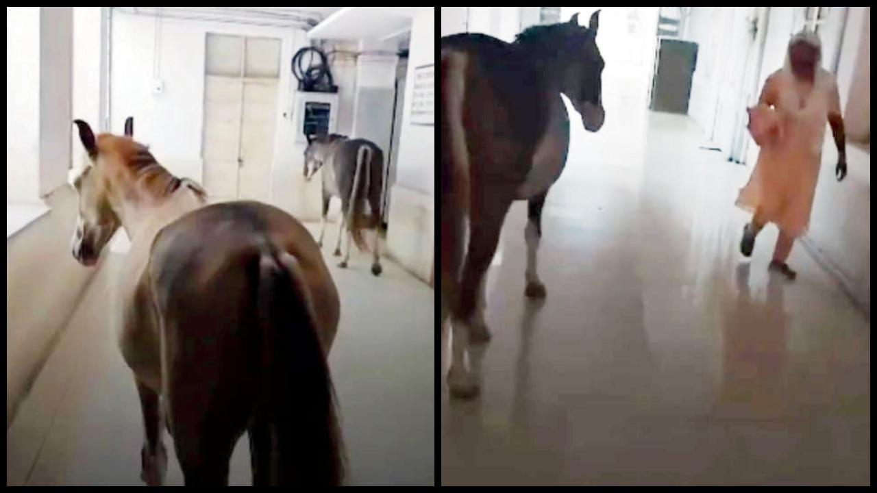 ઝાંસીની હૉસ્પિટલમાં ઘોડા ફરતા જોવા મળ્યા