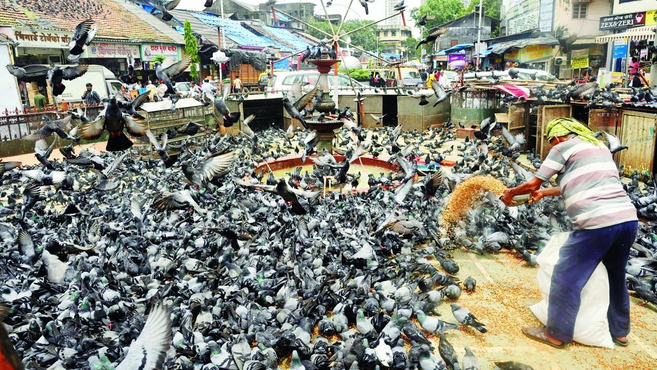 કબૂતરખાના