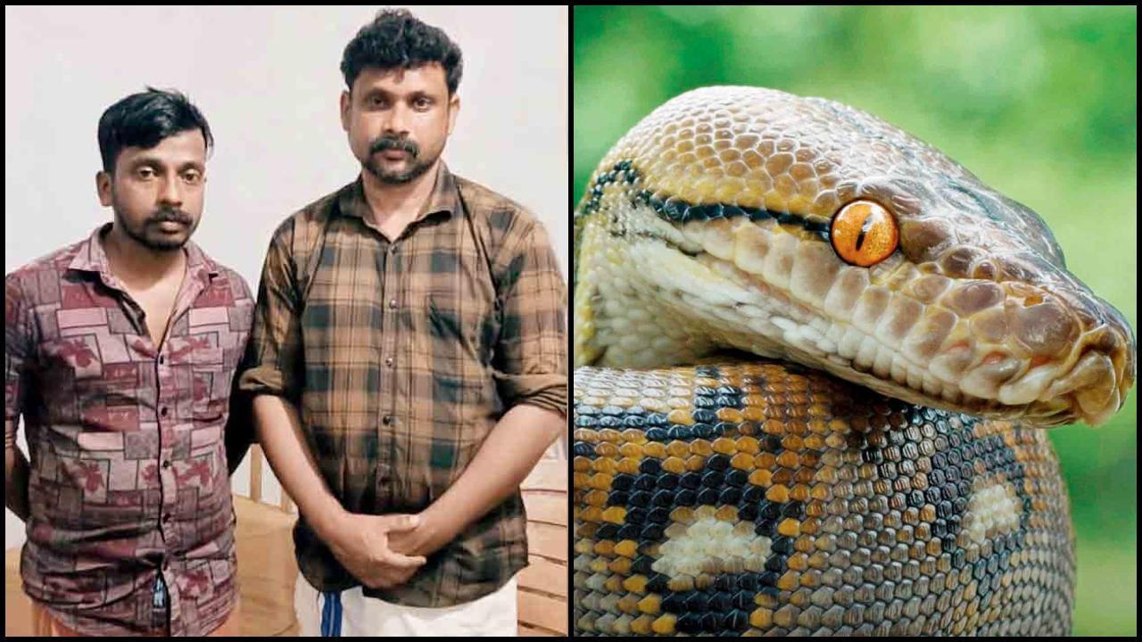 બે યુવકોએ એક અજગર માર્યો અને પછી એનું માંસ રાંધીને ખાધું