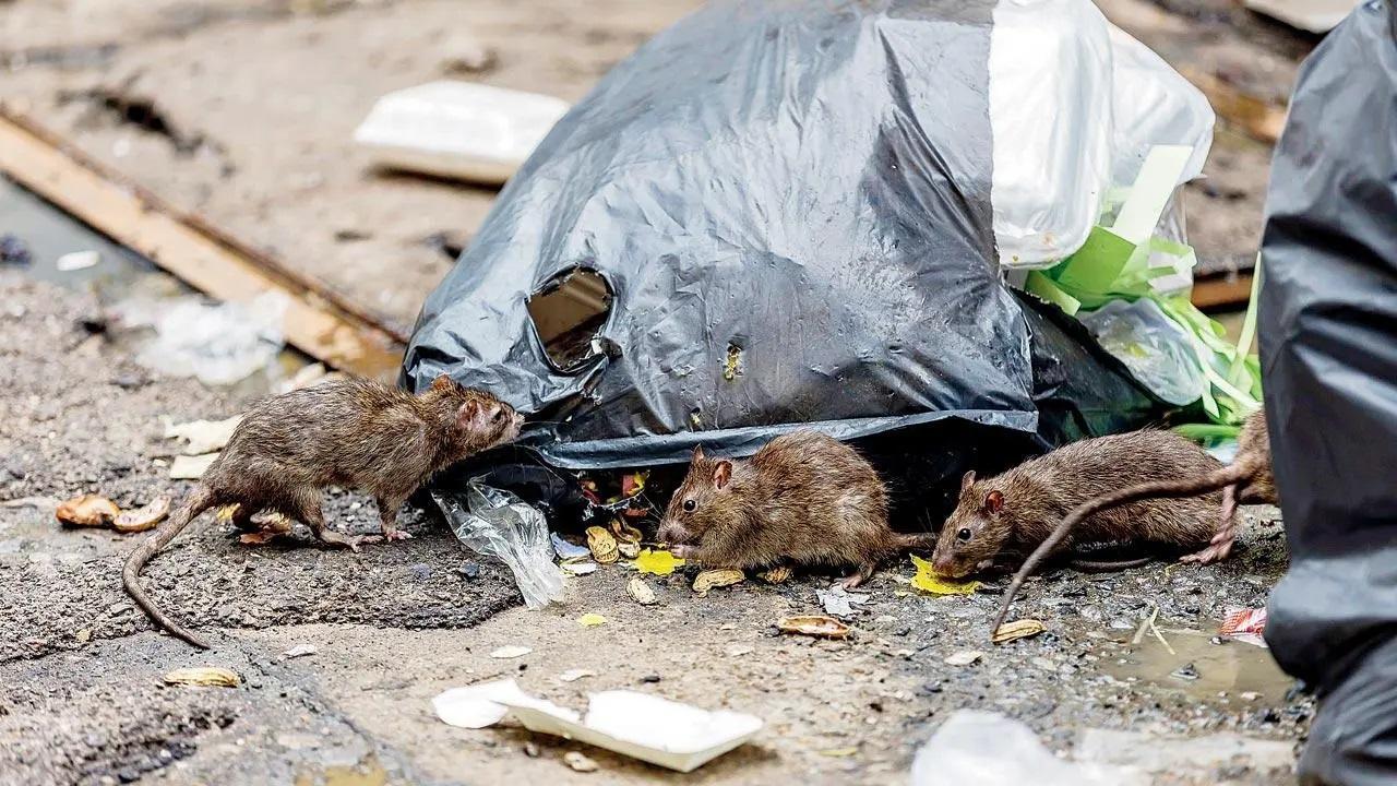 પ્રતીકાત્મક તસવીર