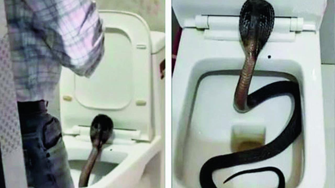 એક વ્યક્તિ વહેલી સવારે ટૉઇલેટ ગઈ અને લાઇટ કરી તો કમોડની અંદરથી કંઈક વિચિત્ર કાળી દોરી જેવું બહાર આવેલું દેખાયું