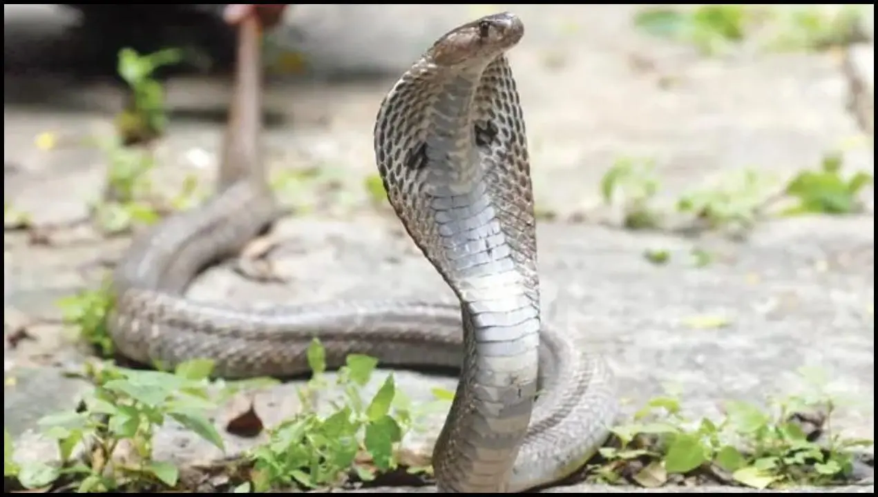 પ્રતીકાત્મક તસવીર (સૌજન્ય: મિડ-ડે)