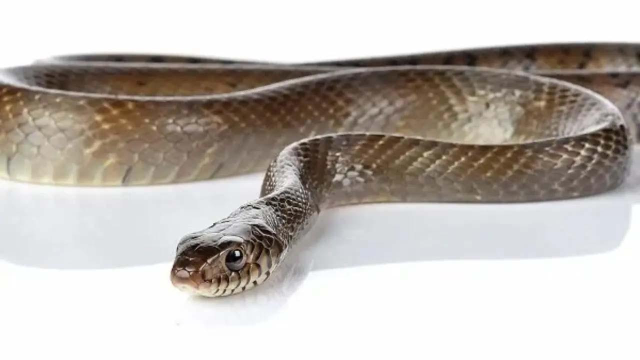 પ્રતીકાત્મક તસવીર