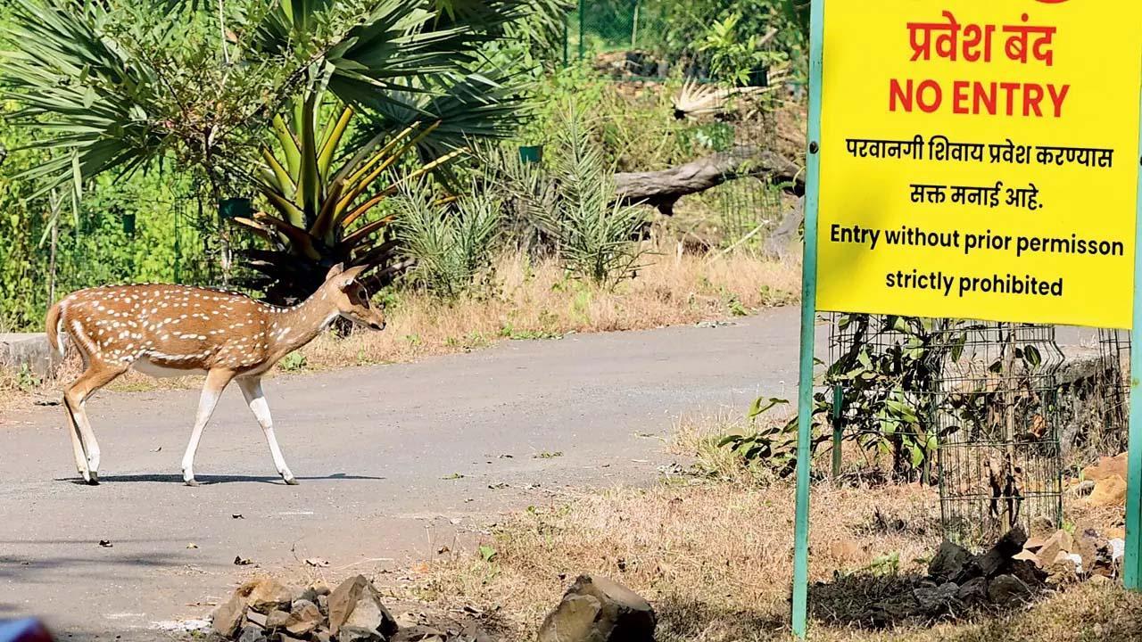 સંજય ગાંધી નૅશનલ પાર્ક