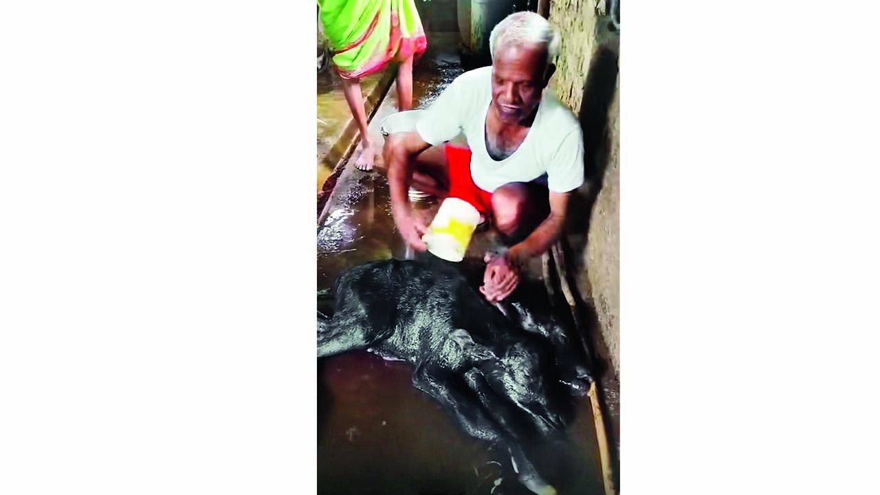 બે માથાવાળા વછેરાનો જન્મ