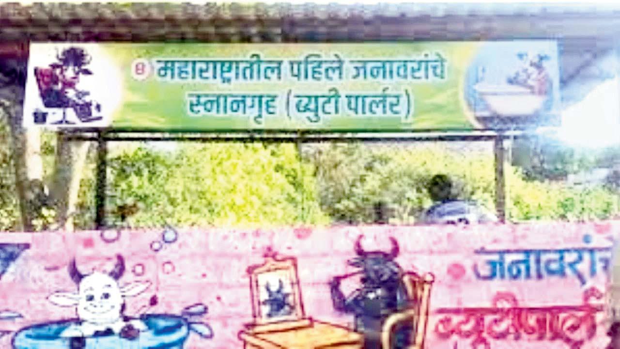  પ્રાણીઓ માટે ઍનિમલ બ્યુટી-પાર્લર