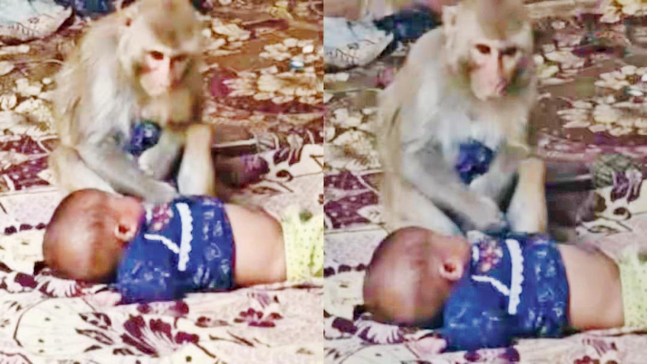 એક વાંદરાએ ૩ મહિનાના બાળકને દોઢ કલાક સુધી બાનમાં રાખ્યું