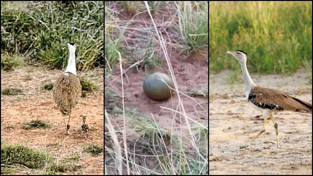 દસ વર્ષ પછી કચ્છમાં જન્મેલું આશાનું કિરણ જગાવતું ઘોરાડ પંખીનું બચ્ચું. રાજસ્થાનમાં મુકાયેલા ફલિત ઈંડાને કચ્છમાં લાવવામાં આવ્યું હતું, જેને કચ્છની માદા ઘોરાડે પોતાનું સમજીને સેવ્યું અને એમાંથી બચ્ચું પેદા થયું. પક્ષીસંવર્ધનની આ પ્રક્રિયાને જમ્પસ્ટાર્ટ અભિગમ કહેવાય છે.