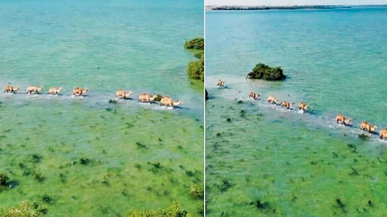 વાઇરલ વિડીયોમાંથી સ્ક્રીનશૉટ