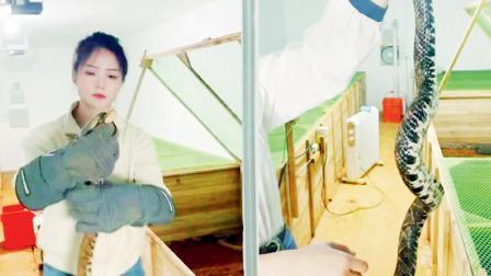 ૨૯ વર્ષની યુવતીએ શહેરની નોકરી છોડીને ગામમાં ૬૦,૦૦૦ સાપ ઉછેર્યા; હવે વર્ષે ૧.૪ કરોડ કમાય છે