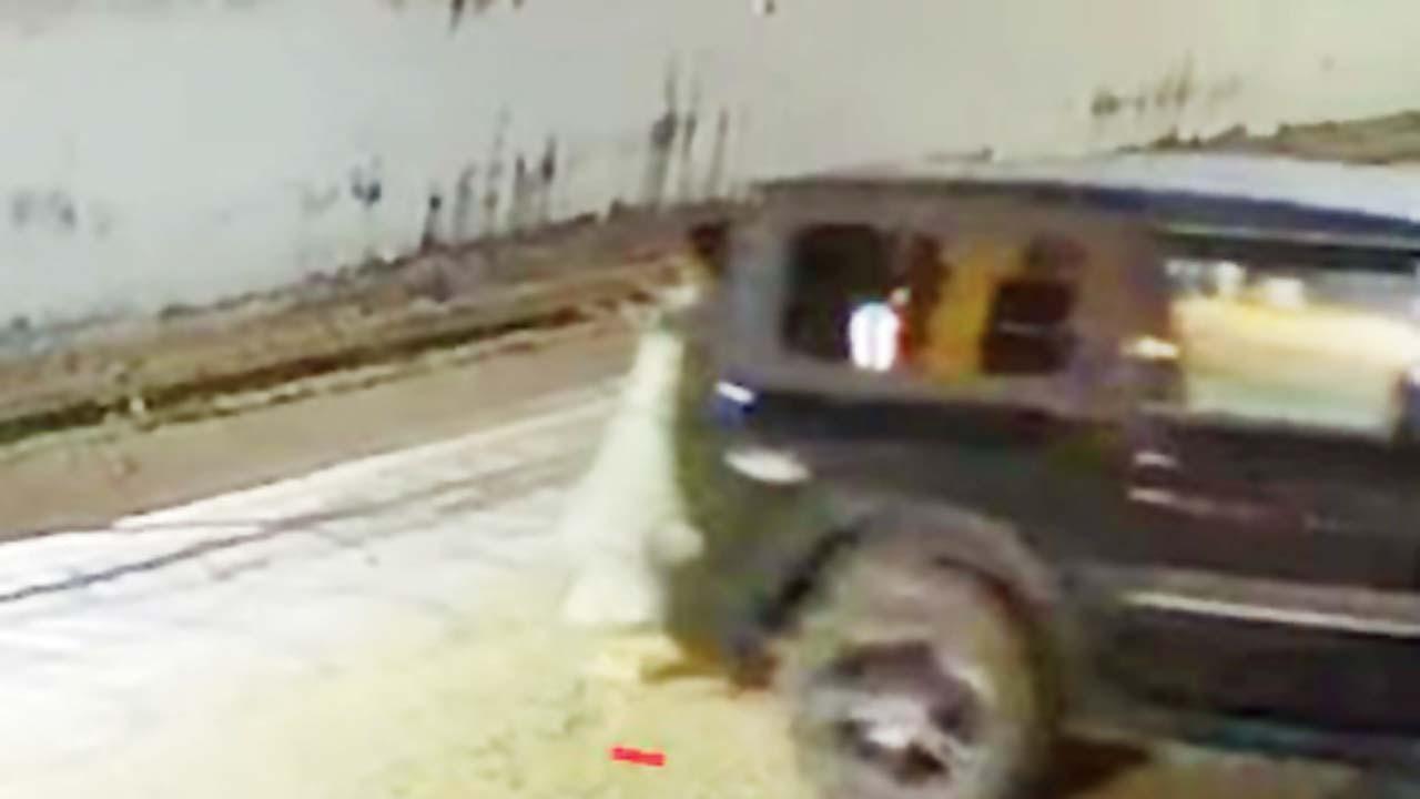 વાઇરલ વિડીયોમાંથી સ્ક્રીનશૉટ