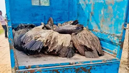 વનવિભાગની ટીમે આવીને મૃત ગીધ પોસ્ટમૉર્ટમ કરાવવા માટે મોકલી આપ્યાં હતાં