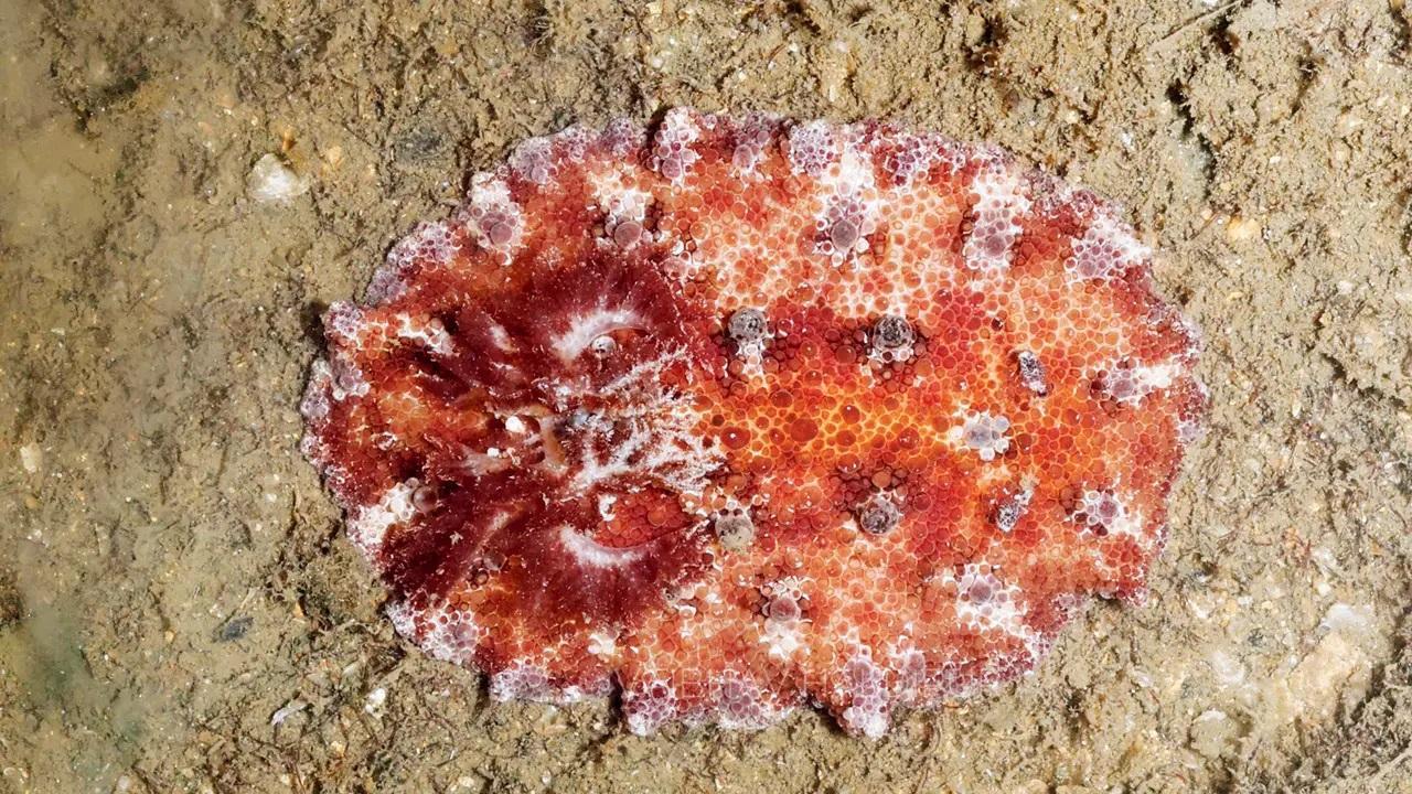 તસવીર સૌજન્ય મિડ-ડે